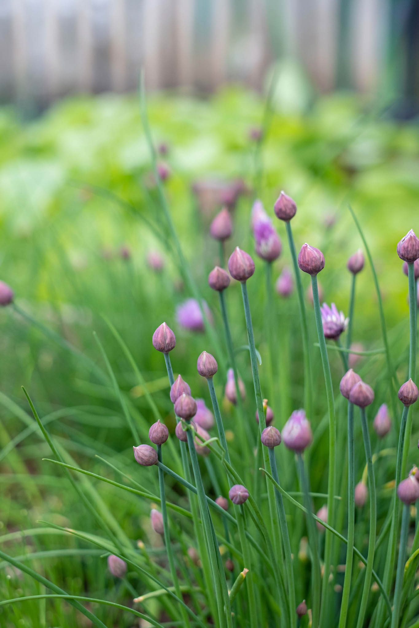 Natur pur! In unserem großen Garten Ansitz Lidl